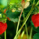 Image for article titled Report: No Way This Year's Summer Strawberries Living Up To Hype